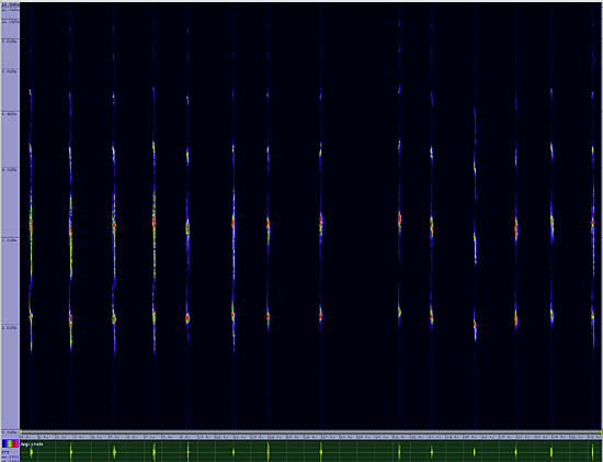 bird sonogram