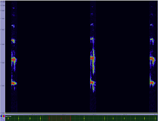 bird sonogram