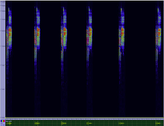 bird sonogram