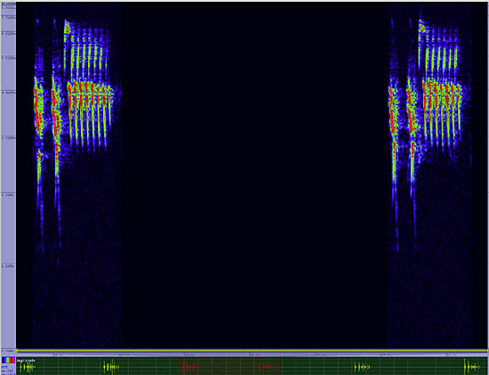 bird sonogram