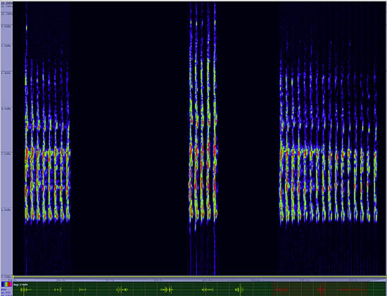 bird sonogram