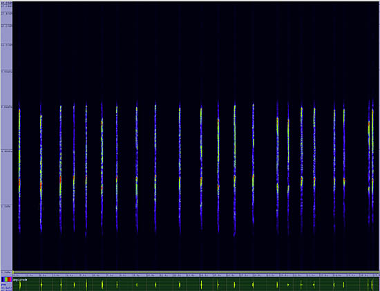 bird sonogram