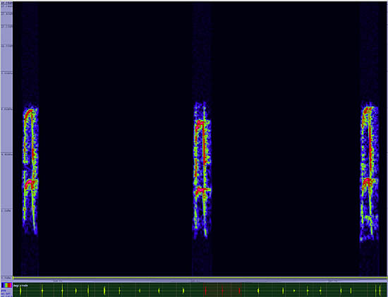 bird sonogram