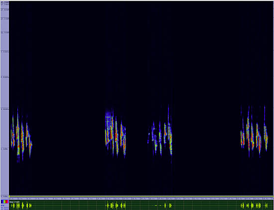 bird sonogram