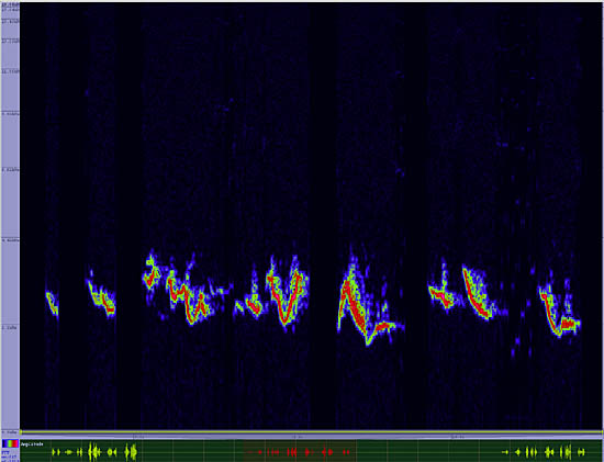 bird sonogram