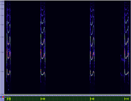 bird sonogram