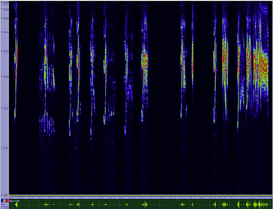 bird sonogram