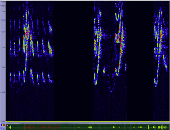 bird sonogram