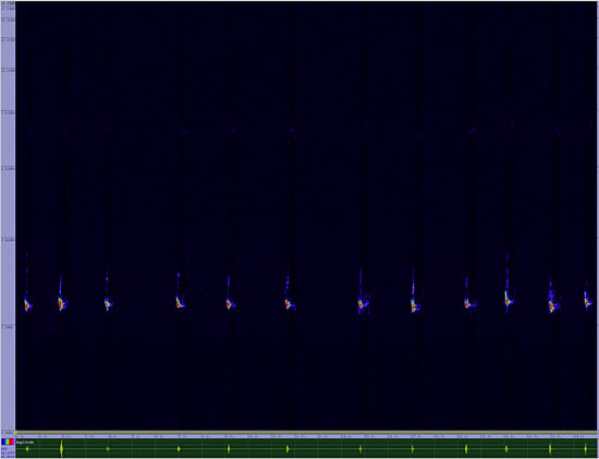 bird sonogram