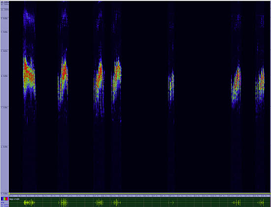 bird sonogram