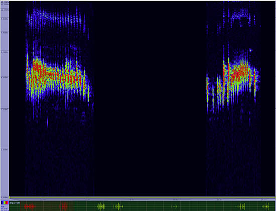 bird sonogram