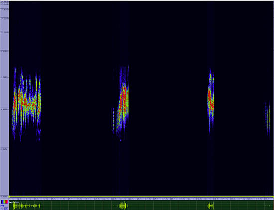 bird sonogram