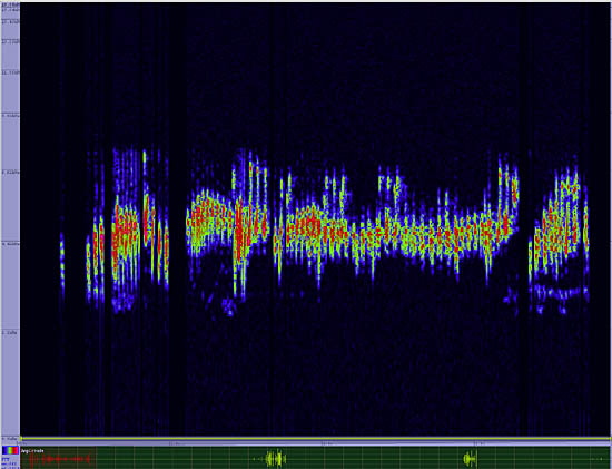 bird sonogram