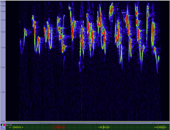 bird sonogram