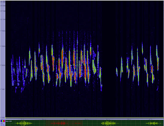 bird sonogram