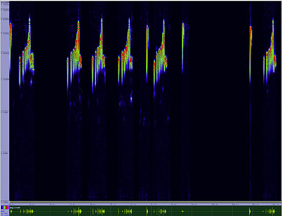 bird sonogram