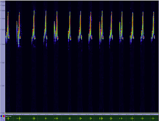 bird sonogram