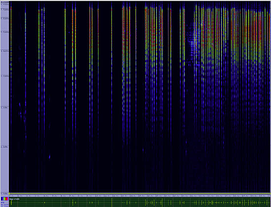 bird sonogram