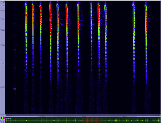 bird sonogram