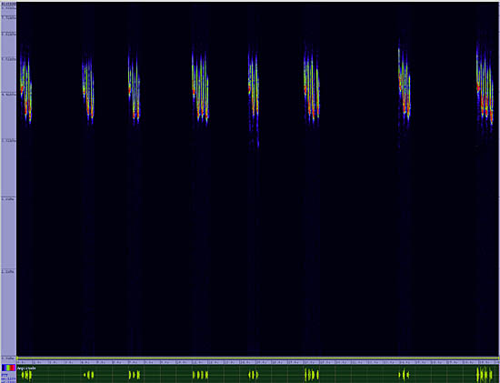 bird sonogram