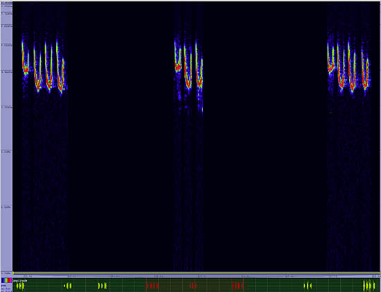 bird sonogram