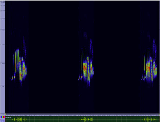 bird sonogram