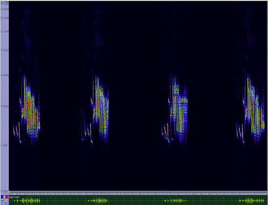 bird sonogram