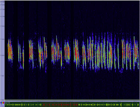 bird sonogram