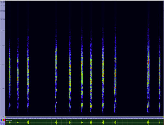 bird sonogram