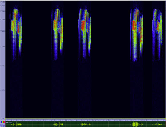 bird sonogram