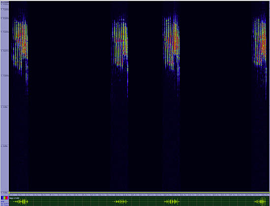 bird sonogram