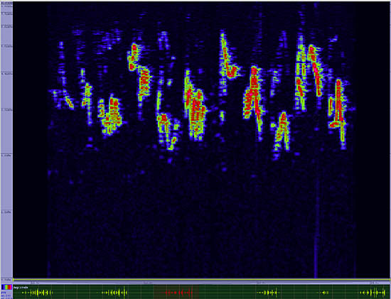 bird sonogram