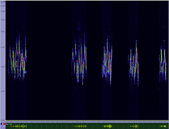 bird sonogram