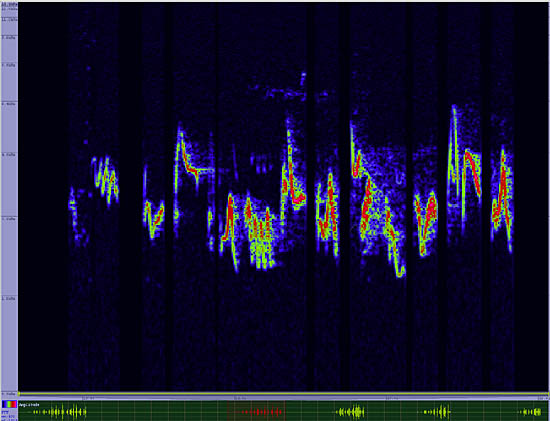 bird sonogram