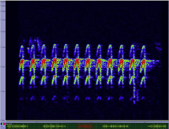 bird sonogram