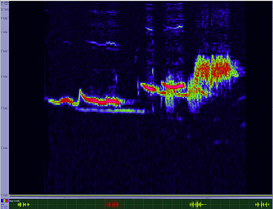 bird sonogram