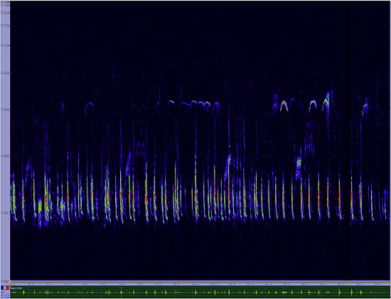 bird sonogram