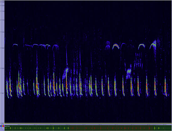 bird sonogram