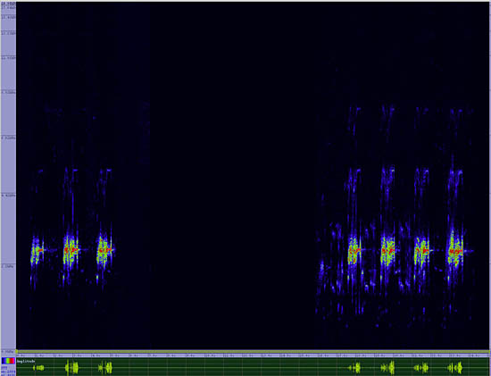 bird sonogram