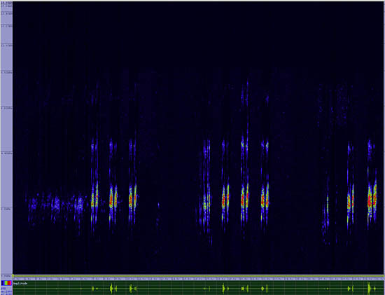 bird sonogram