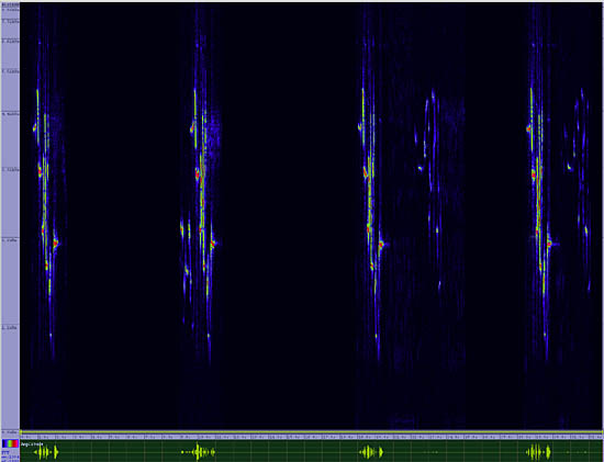 bird sonogram