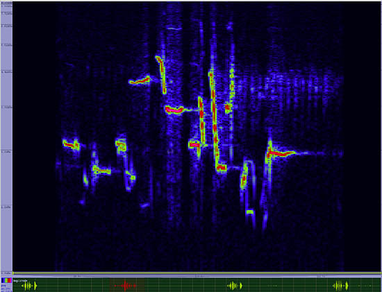 bird sonogram