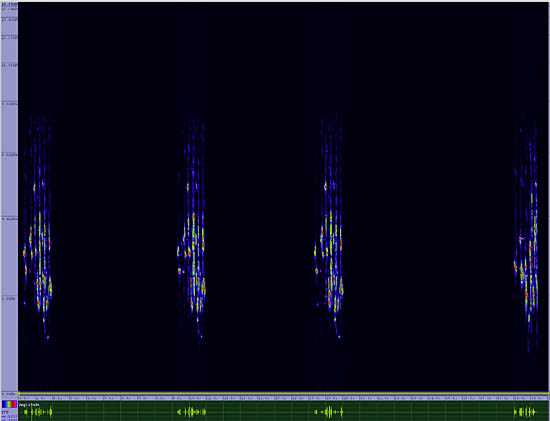 bird sonogram