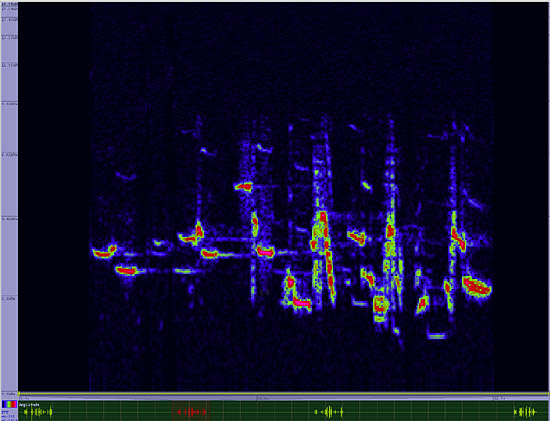 bird sonogram