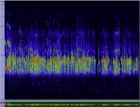 bird sonogram