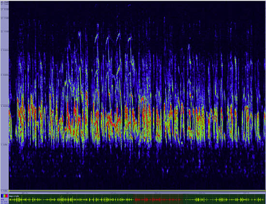 bird sonogram