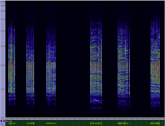 bird sonogram