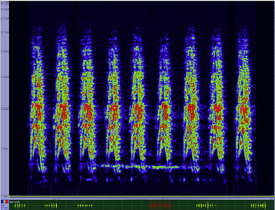 bird sonogram