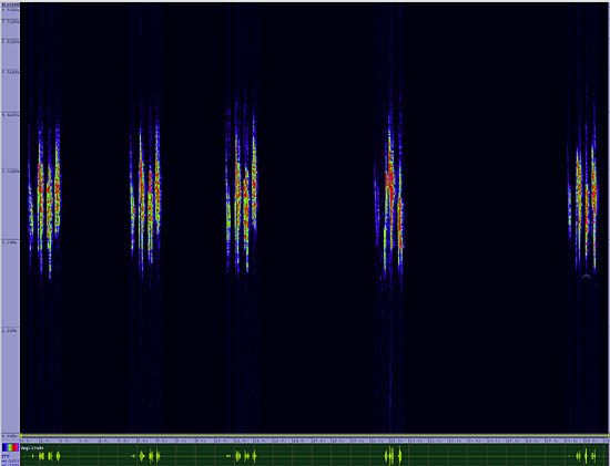 bird sonogram