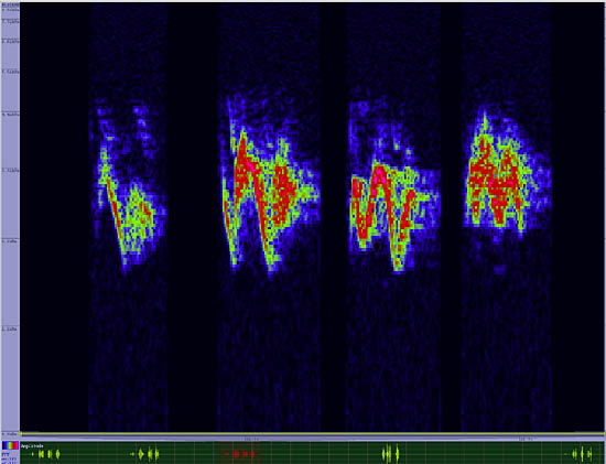 bird sonogram